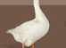Day old sexed goslings