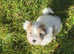2 mini Biewer/yorkie female pups