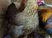 Breeding Quartet of EXHIBITION Gold partridge wyandotte bantams