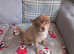 Pomeranian   ( readvertising) due to time wasters )