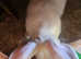 Boy Flemish Giant rabbit for sale