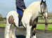 Gorgeous super safe gelding