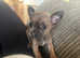 RESERVED Blue sable female chihuahua