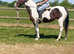 Hack/potential allrounder. Lovely temperament.