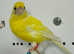 Pair of Razza canaries for sale