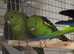 Stunning Birds/Parakeets/ Parrots available