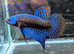 A number of Betta fish tank bred and some Thai imports £5 - £25