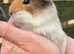 Guinea pigs for sale