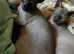 Make Sphynx