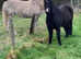 New Forest x type