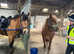 13hh 4yo gelding, new forest