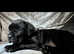 11 week old female cane corso puppy