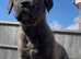 Male and Female puppies ready now