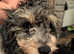 Pippin