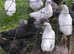 French Copper Black and splash Maran poults