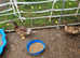 For sale 2 appleyard  cross ducks