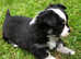 Tiny pedigree chihuahua puppies