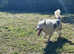 DEAF BLUE MERLE COLLIE ALFIE REHOME