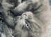 Blue/grey little kitten (last one)