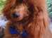 Adorable red toy poodle puppy's. health tested parents