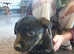 Rottweiler x german shepherd puppies