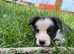 6 border collie puppies for sale