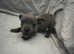 Blue KC Reg Staffordshire bull terrier pups