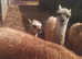 Young males llamas and females also available