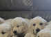 Kennel Club Golden Retriever Puppies Looking for Their Forever Homes