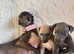 Litter of 2 stunning Italian greyhound pups available