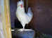 Handsome polish cockerel