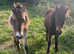 2 x DARTMOOR PONIES