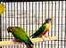 Beautiful conure parrot for sale