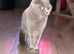 Beautiful loving Scottish fold female