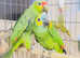 Stunning baby Amazon parrot for sale