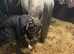 Beautiful Welsh Sec A Gelding