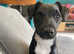 Loving home wanted for  an 18 month old Patterdale Terrier