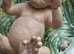OOAK CLAY SCULPTURE MACAQUE MONKEY AMAZING