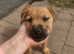 Patterdale terrier pups