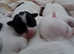 5 Gorgeous Cute Chihuahua Jack Russell Hybrids