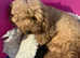 Kc reg Dna tested toy poodle puppies