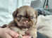 KC registered Imperial Shih Tzus looking for their forever homes