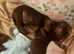 Adorable Doberman puppies