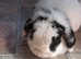 Gorgeous female mini lop