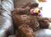 Standard Chocolate Labradoodle Curly Hypo Allergenic Coat PROVEN in Runcorn