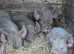 Pedigree middle white pigs available