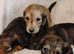 K.C. Longhaired Miniature Male Pups