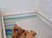 Beautiful dogue de bordeaux puppies