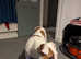 6 month old American bulldog