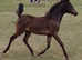 Beautiful show pony yearling filly
